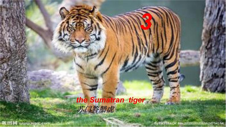 冀教版（三起）英语八年级下册 Save the Tigers(1)（课件）第4页