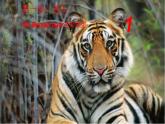 冀教版（三起）英語八年級下冊 Save the Tigers（課件）