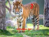 冀教版（三起）英語八年級下冊 Save the Tigers（課件）
