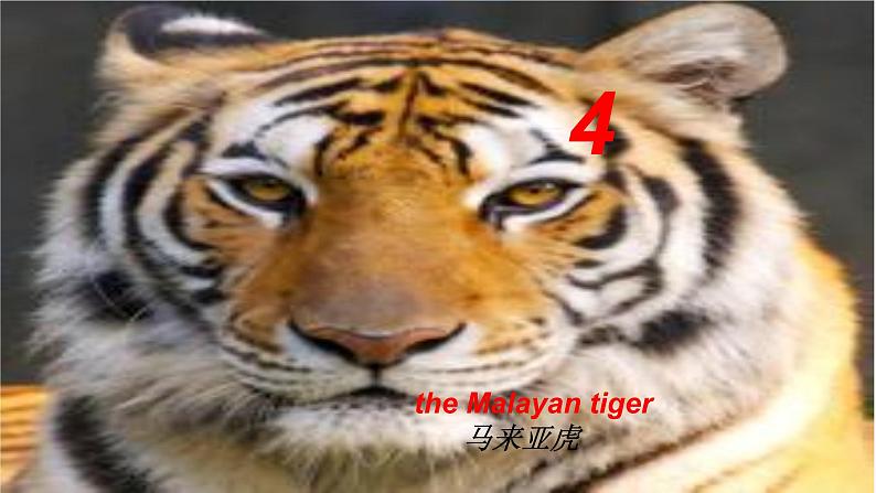 冀教版（三起）英语八年级下册 Save the Tigers（课件）第5页