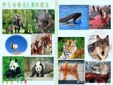 人教新目标（Go for it)版英语八年级下册 Unit 7 what's the highest mountain in the word Animals need your help  Writing（课件）