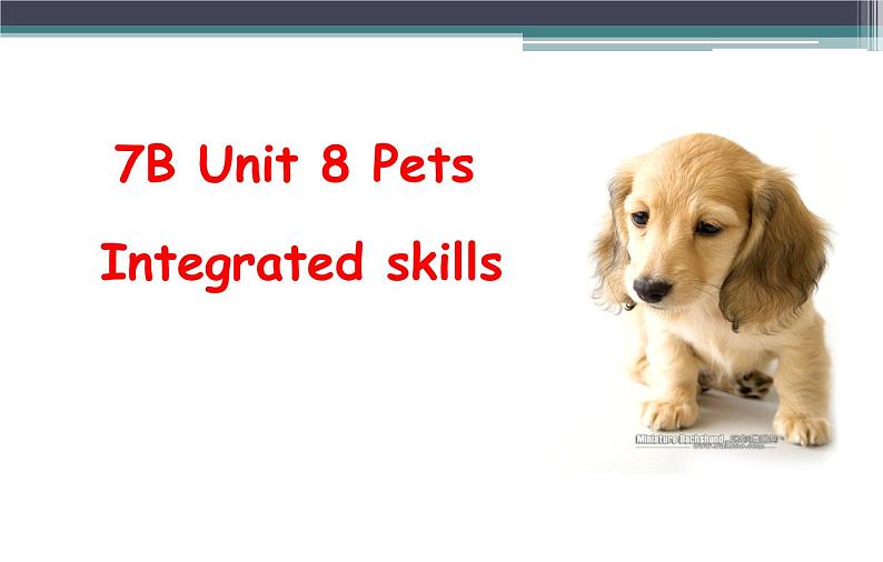 2020-2021学年牛津译林七年级英语下册Unit 8 Pets Integrated skills 课件第1页