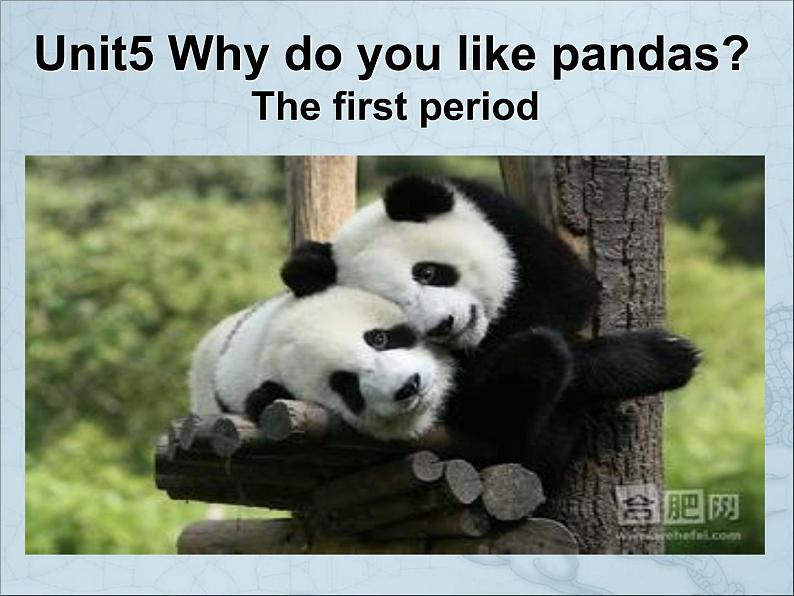 Unit 5 Why do you like pandas？Section A 课件（共有PPT24张）第1页