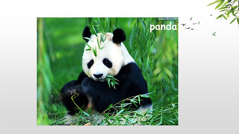 Unit 5 Why do you like pandas_ SectionA Grammar（3a-3c）课件33张第6页