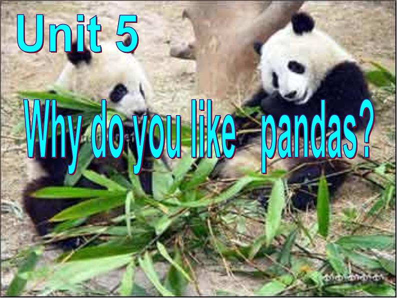 Unit 5 Why do you like pandas_Section A 1a-1c 课件(共有PPT25张001