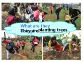 深圳滬教牛津版七下 U4 Save the trees  Writing 課件
