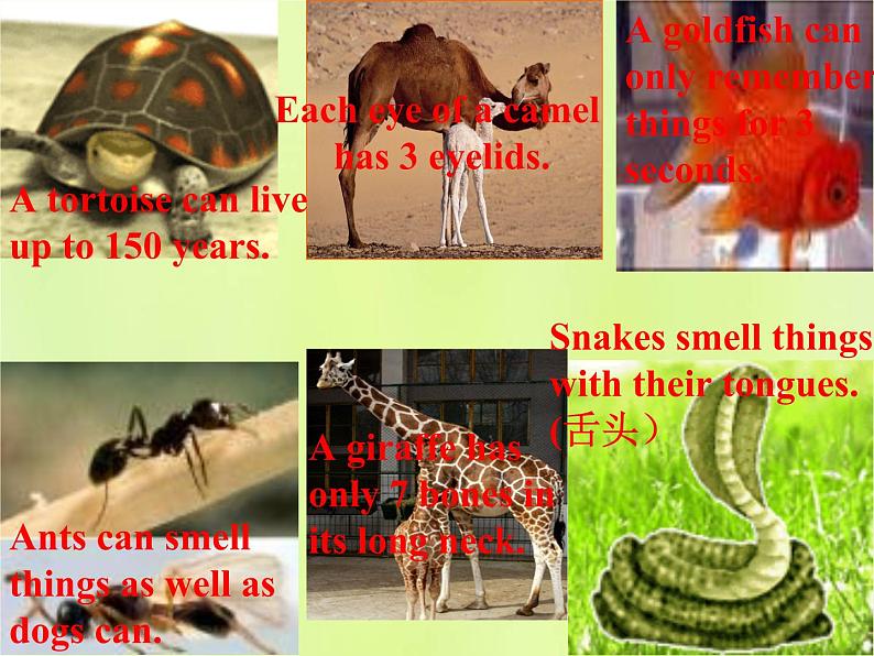 牛津译林版七年级英语下册unit5 amazing things 第7课时task课件04