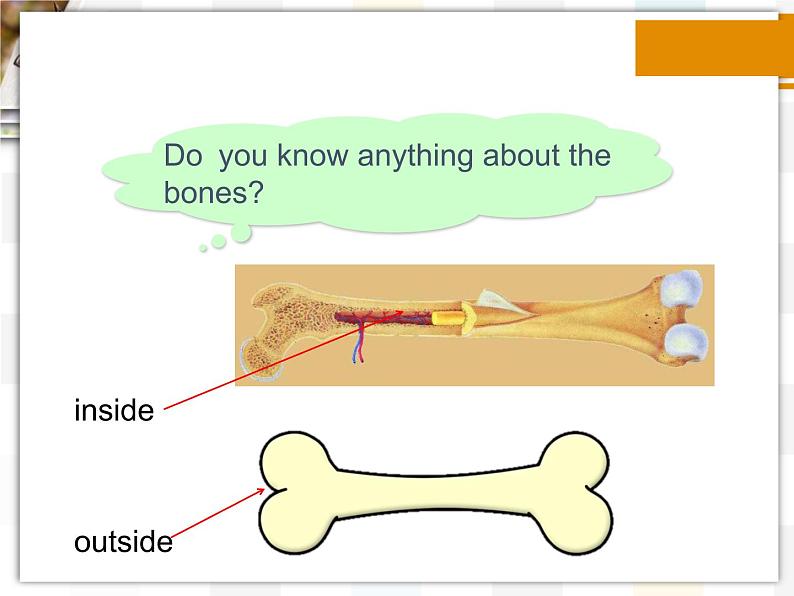 北师大版8上英语Unit4《Lesson 12 Healthy Bones》第一课时 课件04