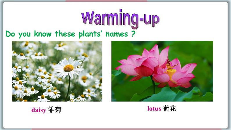 冀教版八年级英语下册--Unit 2 Lesson 11 Amazing Plants（课件+素材）06