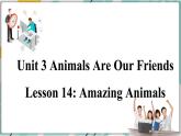 2022--2023学年冀教版八年级英语下册--Unit 3 Lesson 14 Amazing Animals（课件+素材）