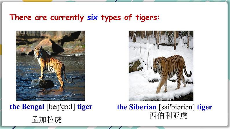 2022--2023学年冀教版八年级英语下册--Unit 3 Lesson 17 Save the Tigers（课件+素材）08