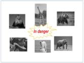 Module+6+Animals+in+danger.Unit+1+It+allows+people+to+get+closer+to+them+.课件2022-2023学年外研版八年级英语上册