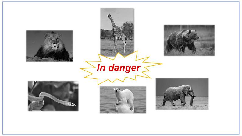 Module+6+Animals+in+danger.Unit+1+It+allows+people+to+get+closer+to+them+.课件2022-2023学年外研版八年级英语上册第4页