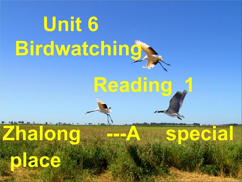 2022八年级英语上册Unit6BirdwatchingReading1课件新版牛津版第1页