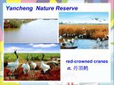 2022-2023学年牛津 译林版英语八年级上册Unit6 Birdwatching Integrated Skills 课件 （共26张PPT+4音频）