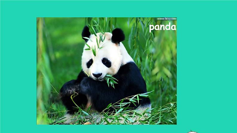 英语人教版七年级下册同步教学课件unit 5 why do you like pandas sectiona（grammarfocus-3c）第6页