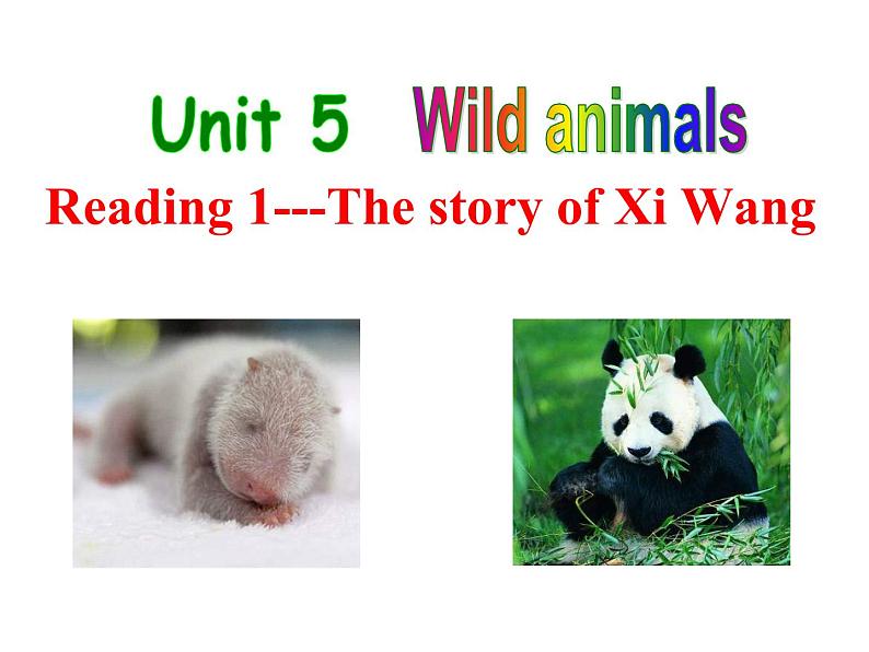 Unit5 Wild animals Reading2 公开课课件 译林版英语八年级上册第1页