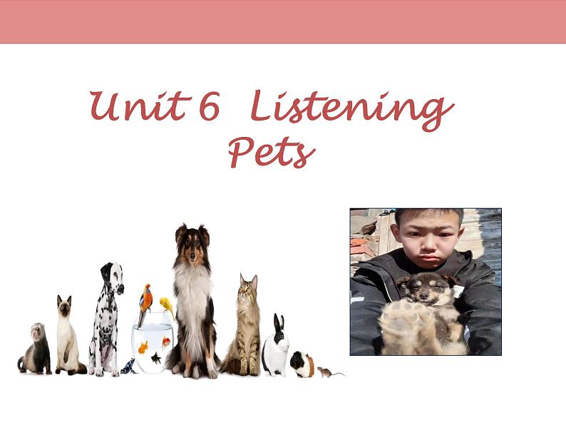 8B  Unit6   Pets Listening 课件01