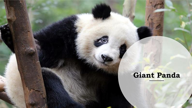 Unit5 Reading Giant Panda课外阅读课件2022-2023学年牛津译林版八年级上册英语第1页