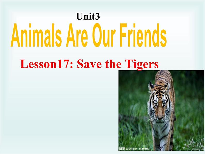 八年级英语下册 Unit 3 lesson 17 Save the Tigers课件第1页