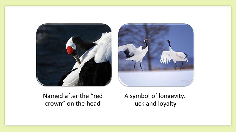 Unit 5 Save the endangered animals Period 4 MP，Study Skills & Culture Corner课件+导学案+教学设计04