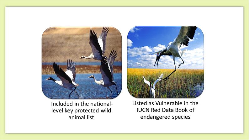 Unit 5 Save the endangered animals Period 4 MP，Study Skills & Culture Corner课件+导学案+教学设计05