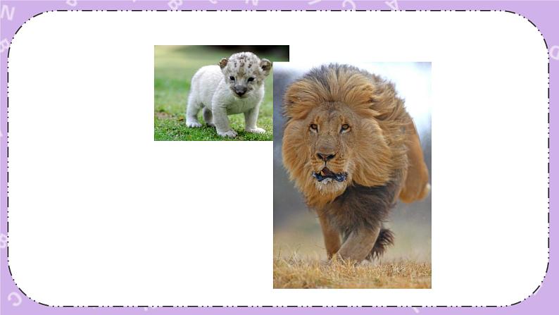 北师大版英语七下Unit 6《Lesson 18 An Animal Story》第1课时 课件＋教案＋练习07