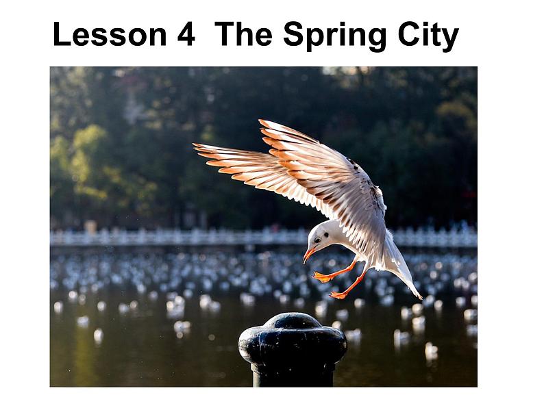 初中英语冀教版八年级下Unit1 Lesson4 The Spring City课件PPT03