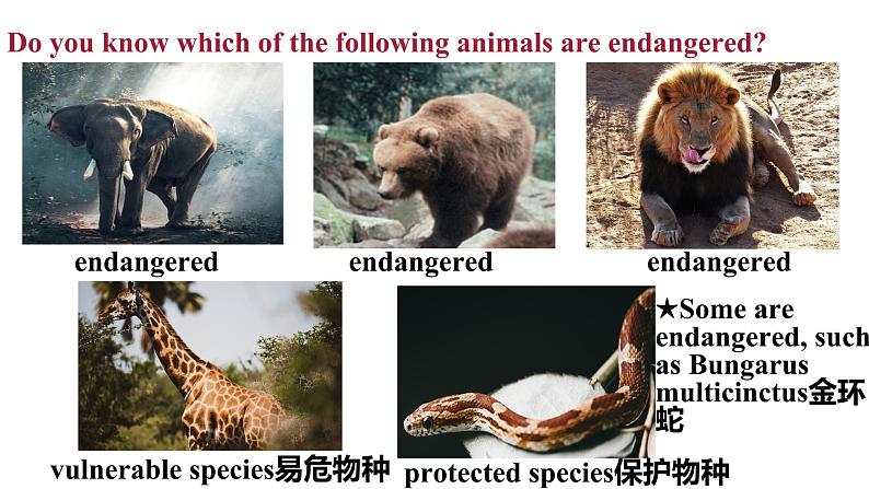 Module 6 Unit 1 （课件+素材） 2023-2024学年外研版英语八年级上册06
