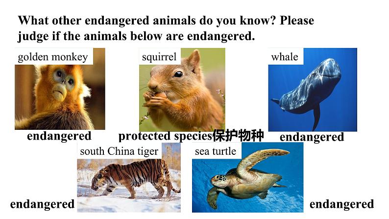 Module 6 Unit 1 （课件+素材） 2023-2024学年外研版英语八年级上册07