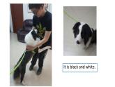 譯林版英語(yǔ)七年級(jí)下冊(cè) Unit 8 Pets GrammerIntegrated skills(1) 課件