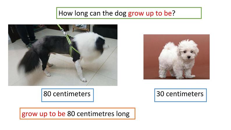 译林版英语七年级下册 Unit 8 Pets GrammerIntegrated skills(1) 课件06