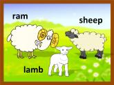 中小学英语 baby animals 游戏课件+素材