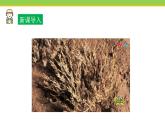 Unit 2 Lesson 11 Amazing plants  课件冀教版英语八年级下册