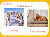 3.3 Listening and Speaking【课件】牛津版本 初中英语七年级下册Unit 3 Our animal friends