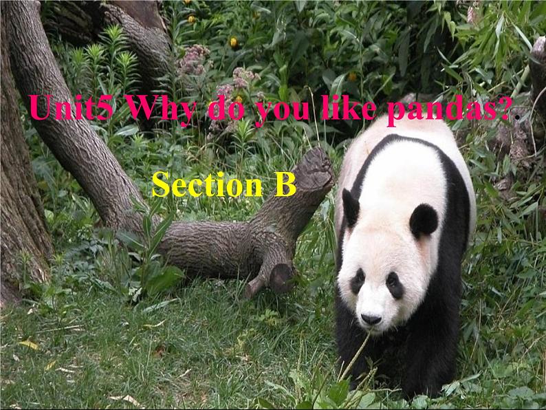 Unit 5 Why do you like pandas Section A 1a-2c 教学设计 初中英语人教新目标七上课件PPT01