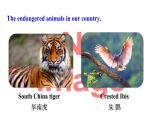 人教新目标版英语七年级下册Unit 5 Why do you like pandas-Section B (2a-2c)课件