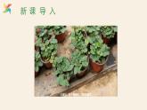 Unit 2 Lesson 11 Amazing Plants  课件 2023-2024学年冀教版英语八年级下册