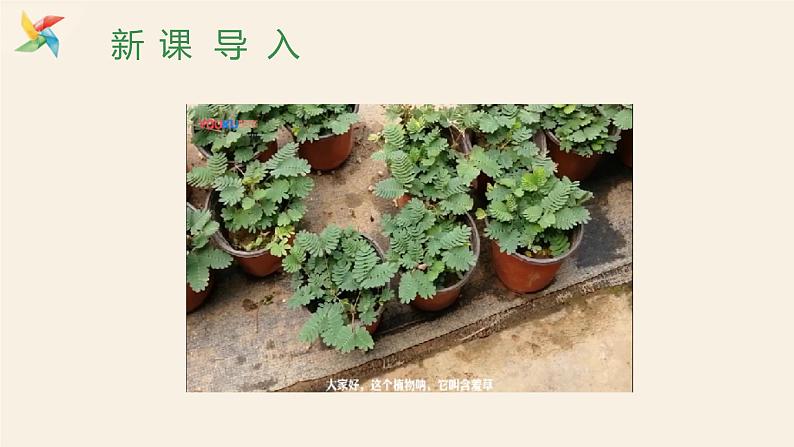 Unit 2 Lesson 11 Amazing Plants  课件 2023-2024学年冀教版英语八年级下册02