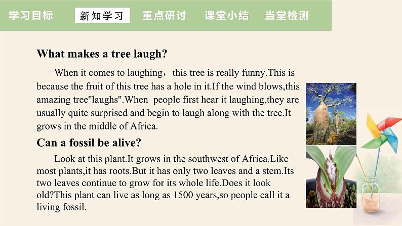 Unit 2 Lesson 11 Amazing Plants  课件 2023-2024学年冀教版英语八年级下册05