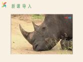 Unit 3 Lesson 18 Friendship Between Animals  课件 2023-2024学年冀教版英语八年级下册