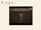 Unit 8 Lesson 47 Connected to Nature  課件 2023-2024學(xué)年冀教版英語八年級下冊