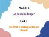 外研版英语八年级上册Module 6 Unit 2 The WWF is working hard to save them all课件