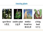 冀教版八年级英语下册Unit 2 Lesson 11课件
