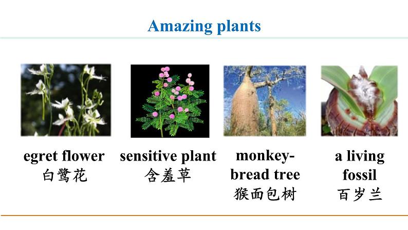 冀教版八年级英语下册Unit 2 Lesson 11课件03