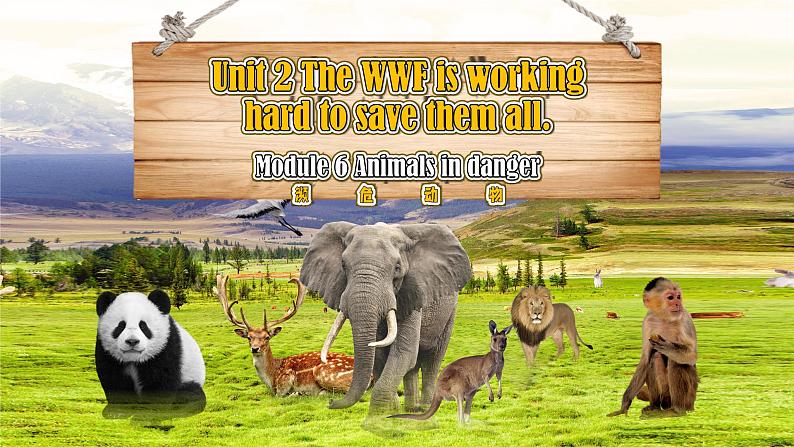 【公开赛课】外研初中英语课件8上M6 Unit 2 The WWF is working hard to save them all05