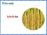 Lesson 9  China’s Most Famous “Farmer”（課件） 2024-2025學(xué)年冀教版英語九年級上冊