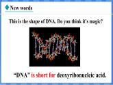 Lesson 29  DNA — The Story of  You（课件） 2024-2025学年冀教版英语九年级上册