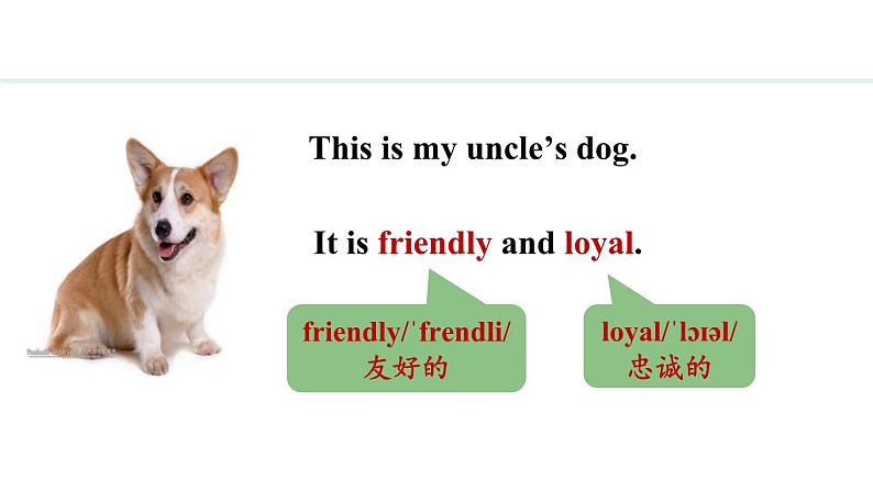 Unit 5 Animal friends Lesson 1（课件）2024-2025学年冀教版七年级英语上册05