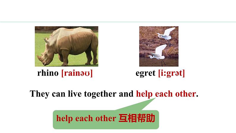 Unit 5 Animal friends Lesson 2（课件）2024-2025学年冀教版七年级英语上册04